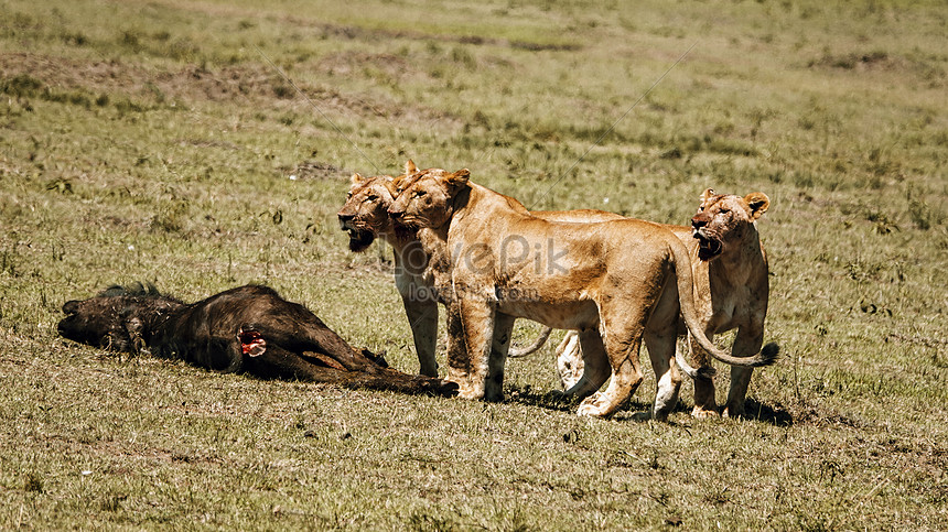 Caza De Leones Foto | Descarga Gratuita HD Imagen de Foto - Lovepik