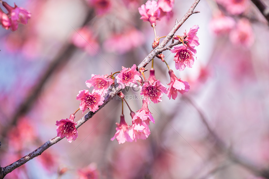 Flores De Cerezo De Montaña En Primavera Foto | Descarga Gratuita HD Imagen  de Foto - Lovepik