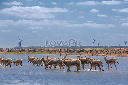 Яньчэн Желтое море водно-болотных угодий эльф лось stock pictures. & изображений