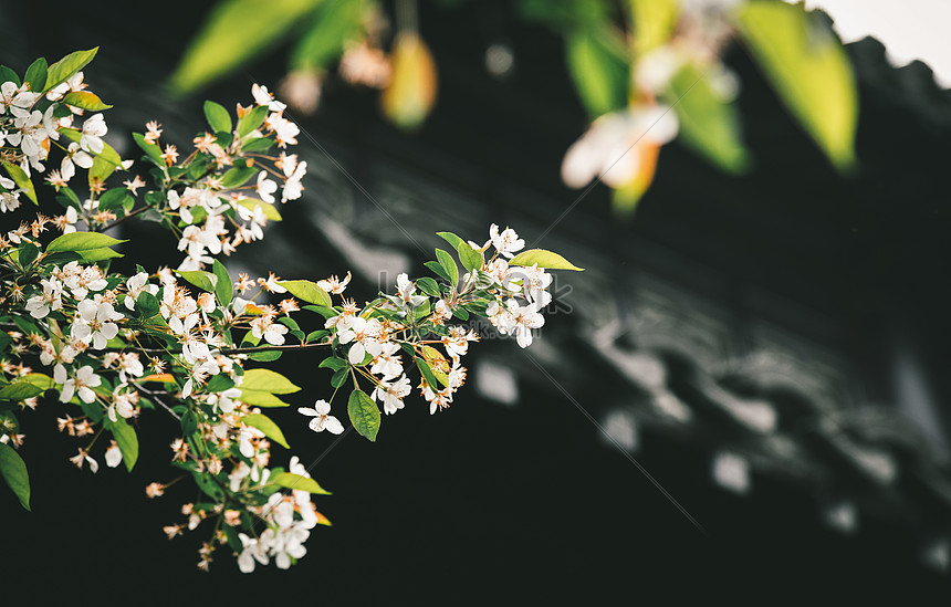 Begonia Flores Y Aleros Tradicionales Que Florecen En El Sol De Foto |  Descarga Gratuita HD Imagen de Foto - Lovepik