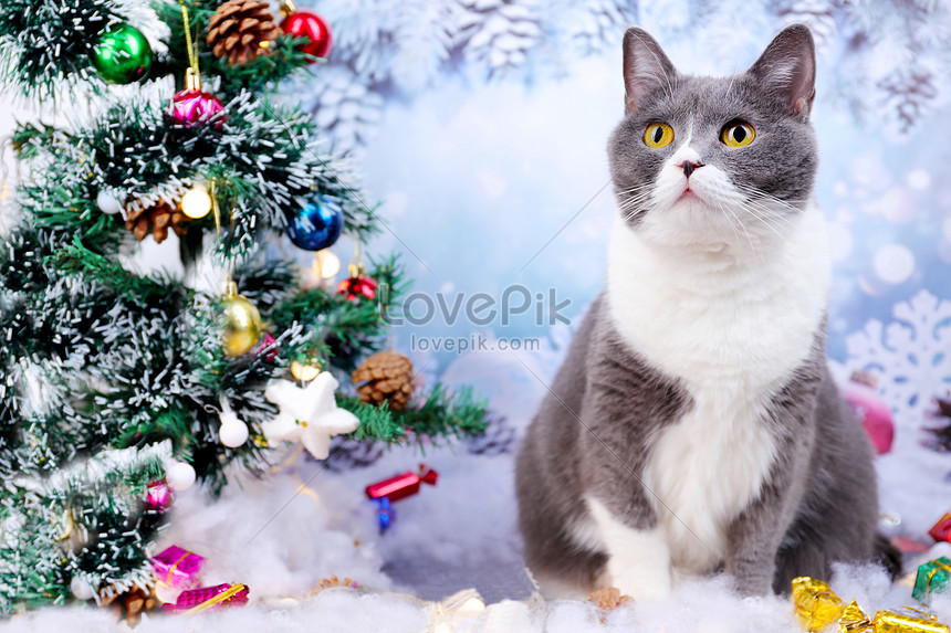 Giáng sinh không chỉ là lễ hội của con người, mà còn là lễ hội của tất cả các động vật. Bức ảnh Noel giáng sinh với mèo sẽ mang lại một không khí giáng sinh rất đặc biệt cho các bạn. Hãy đến và cùng tận hưởng niềm vui và niềm hạnh phúc của những chú mèo vào dịp Noel này.