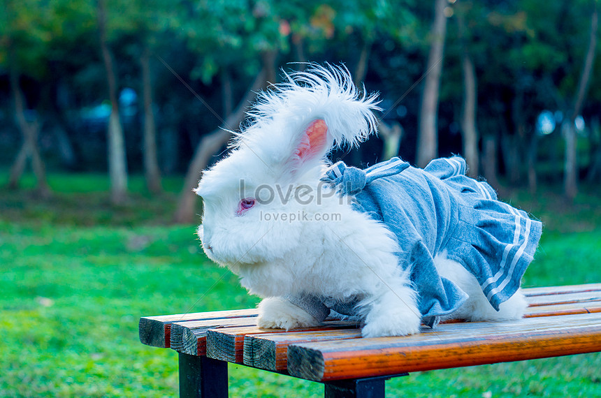 Cute Angora Giant Rabbit Picture And HD Photos | Free Download On Lovepik