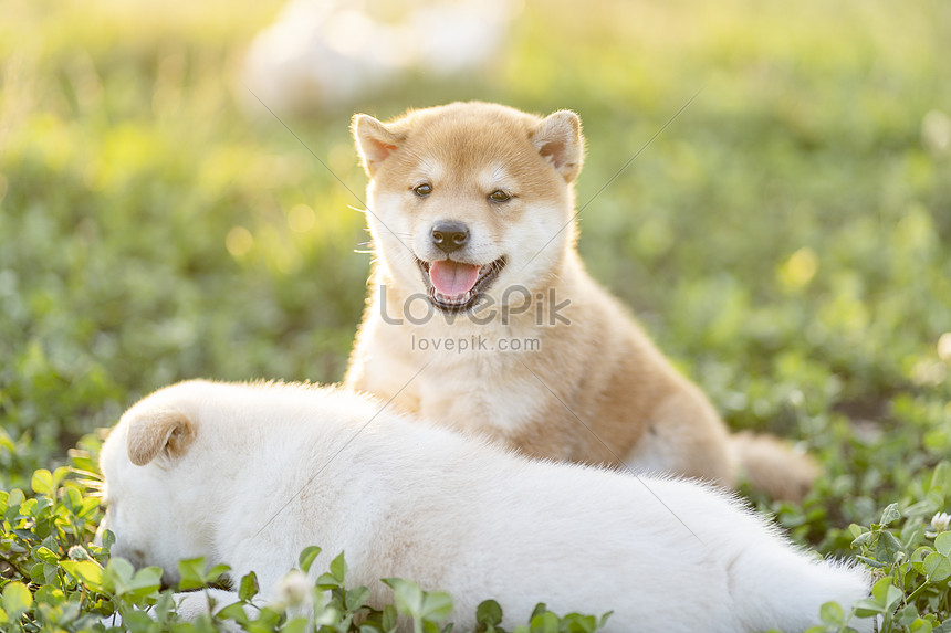 ảnh Em Bé Shiba Inu Dễ Thương Và Mẹ Trong ánh Hoàng Hôn Tải Xuống ...