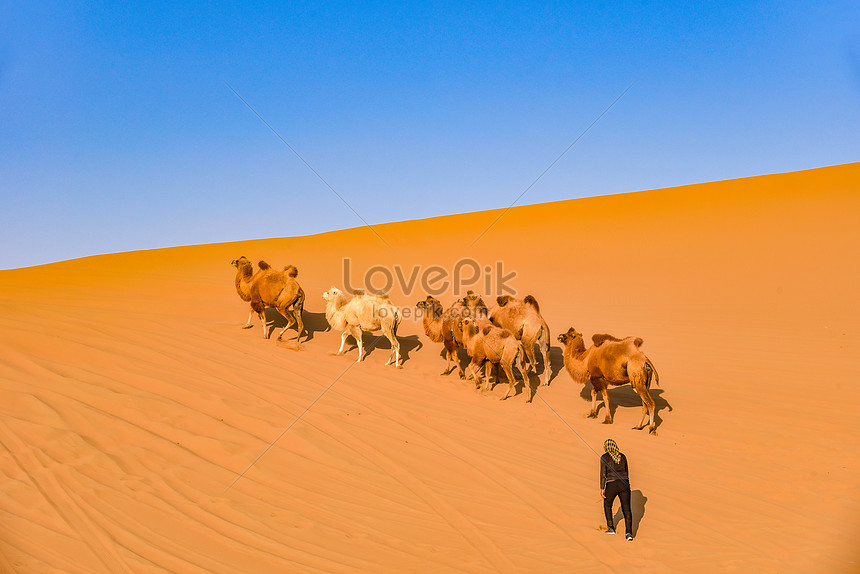 جمل الصحراء صورة فوتوغرافية, المغرب العربي صورة فوتوغرافية, موريتانيا صورة فوتوغرافية, غرب افريقيا صورة فوتوغرافية