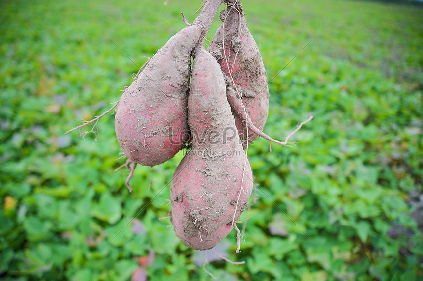 Freshly Unearthed Sweet Potatoes Picture And HD Photos | Free Download ...