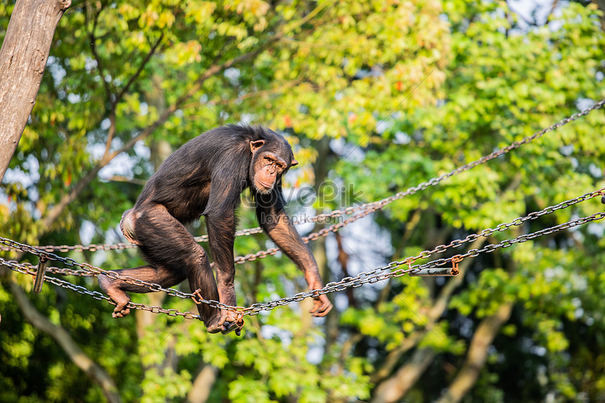 Jogos do macaco com cordas foto de stock. Imagem de bambu - 26182422