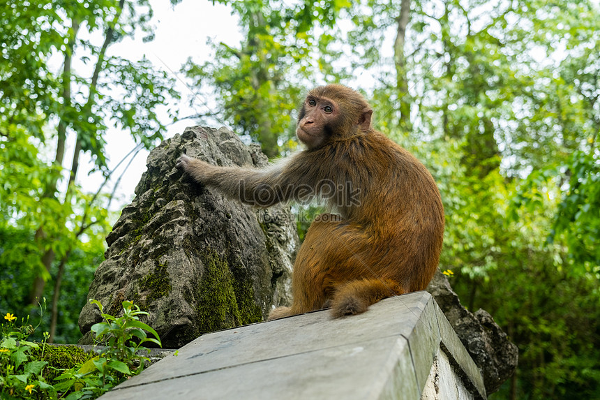 Khỉ là những sinh vật rất đặc biệt của núi rừng. Những hình ảnh khỉ trong thiên nhiên sẽ khiến bạn thấy được vẻ đẹp hoang sơ và gần gũi của chúng.