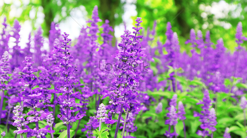 Lavender Flowers Picture And HD Photos | Free Download On Lovepik