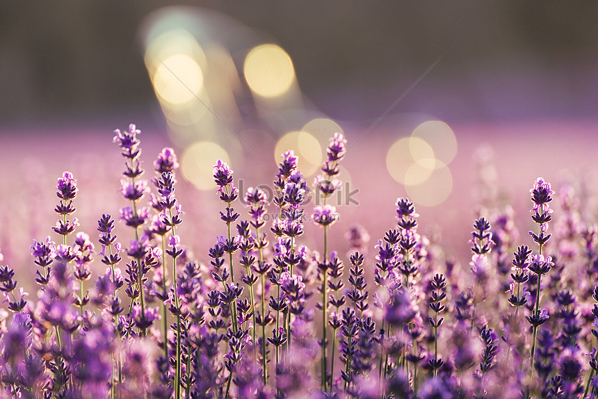 Hãy chiêm ngưỡng ảnh hoa oải hương tuyệt đẹp với màu tím cực kỳ nổi bật và tinh tế. Đây là những bức ảnh khiến bạn chìm đắm vào những đóa hoa mong manh, tinh khiết nhưng không kém phần mạnh mẽ và quyến rũ.