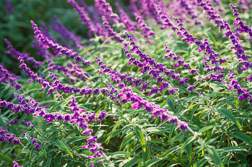 Purple Horsetail In Autumn Picture And HD Photos | Free Download On Lovepik