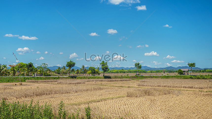 Rice Field, Rice Field, Rice Field Picture And HD Photos | Free ...