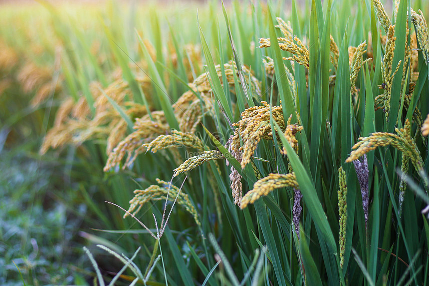 Ripe Rice Picture And HD Photos | Free Download On Lovepik