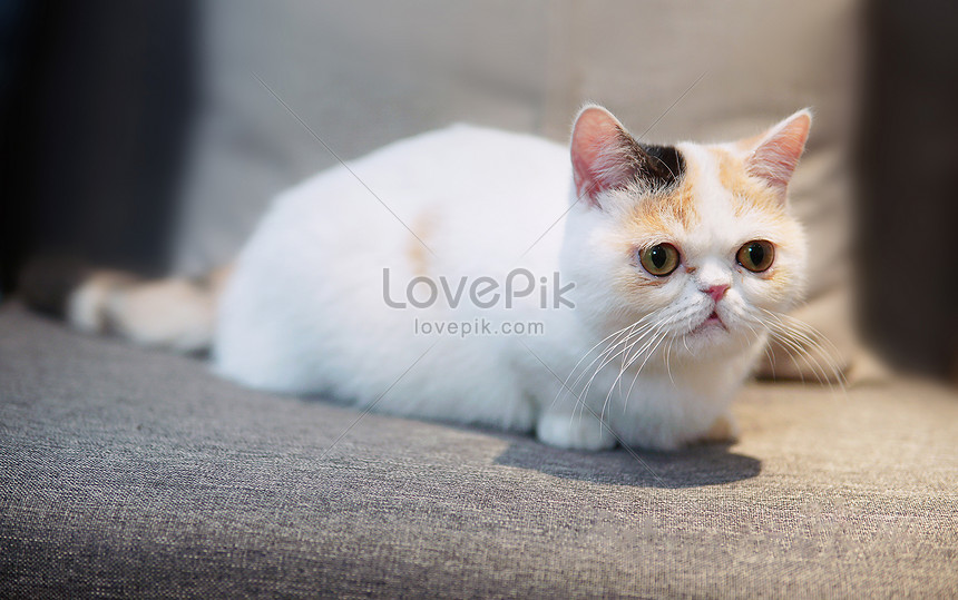 Hình nền Nền Hình ảnh Của Một Con Mèo Ba Tư Nhìn Vào Một Cái Gì đó Nền, Hình  ảnh Những Con Mèo Kỳ Lạ Background Vector để tải xuống miễn phí -