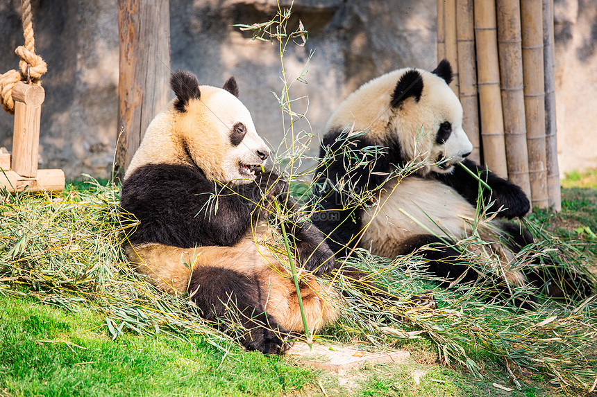 Two National Treasure Pandas Eating Bamboo Picture And HD Photos | Free