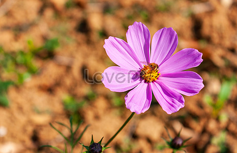 Цветы гесанга в дикой природе stock pictures. & изображений