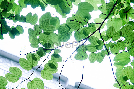 Greenery Images, HD Pictures For Free Vectors & PSD Download 