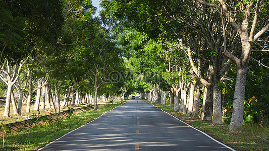 Road Tree Images, HD Pictures For Free Vectors & PSD Download 