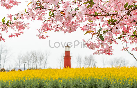 Весной в дикой природе цветут персики и рапс stock pictures. & изображений