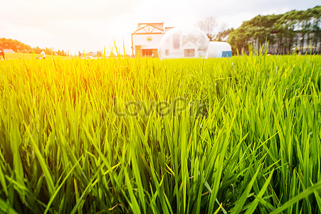 Download Rice Field Background hd photos | Free Stock Photos - Lovepik