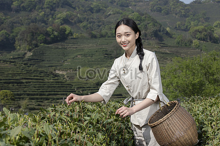 Сбор чая девушка собирает в чайном саду stock pictures. & изображений