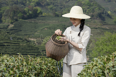 Сбор чая девушка собирает в чайном саду stock pictures. & изображений