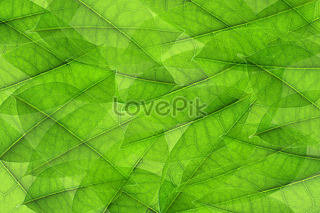 Green Leaf Background Images, HD Pictures For Free Vectors & PSD Download -  