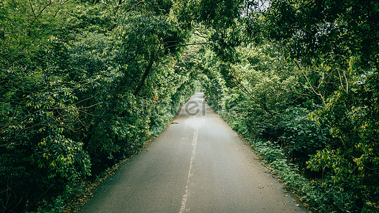 Road Tree Images, HD Pictures For Free Vectors & PSD Download 