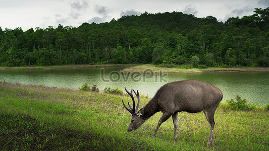 Олень дикой природы, пасущийся в заповеднике stock pictures. & изображений