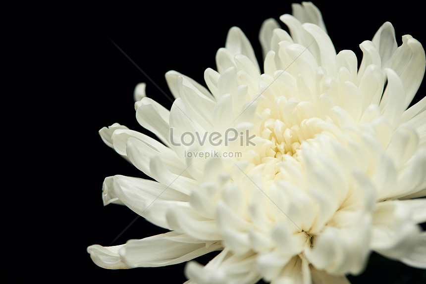 Fondo Negro Chikika Flor Todavía Vida Crisantemo Blanco Foto | Descarga  Gratuita HD Imagen de Foto - Lovepik