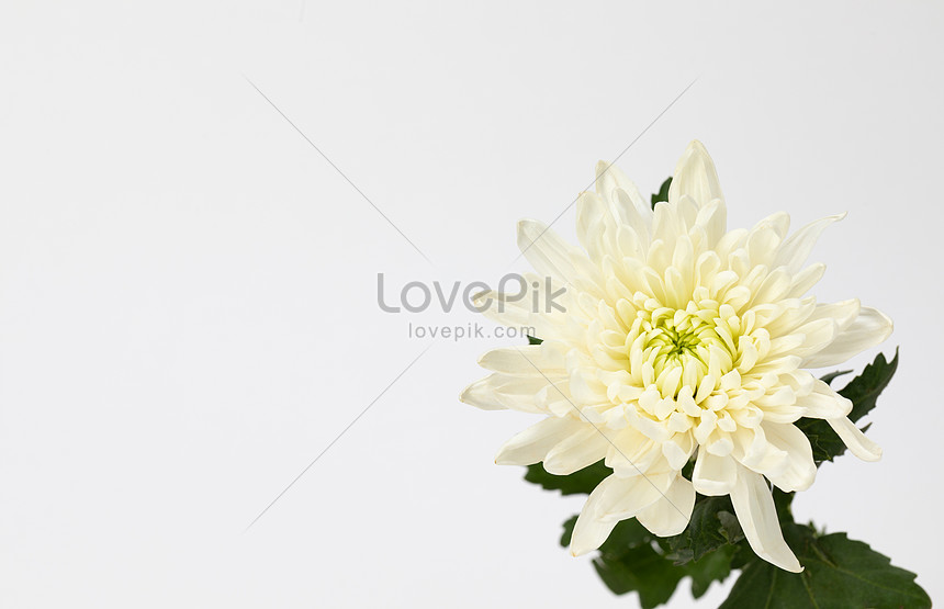 Crisantemo Todavía Lanza Crisantemo Blanco Foto | Descarga Gratuita HD  Imagen de Foto - Lovepik