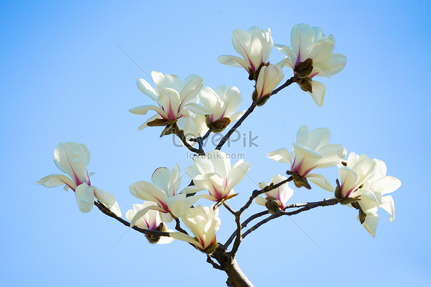 Magnolia Florece A Principios De Primavera Foto | Descarga Gratuita HD  Imagen de Foto - Lovepik