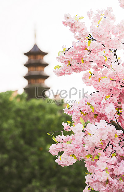 Peach Blossoms And Temples In Nanjing Jiming Temple In Spring Picture ...