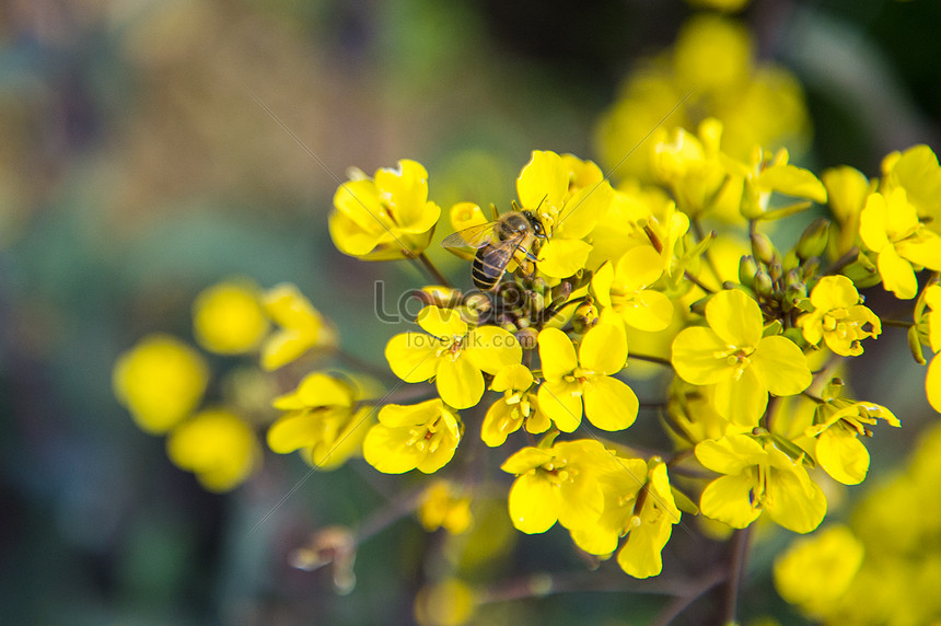 Purple Rapeseed Flower Field Picture And Hd Photos Free Download On