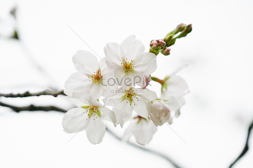 Flor De Cerezo Blanco Foto | Descarga Gratuita HD Imagen de Foto - Lovepik