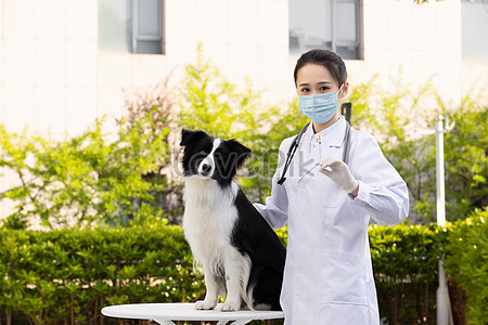 Womens Pet Doctor Wearing Mask Gives The Shepherd Dog Picture And HD Photos  | Free Download On Lovepik
