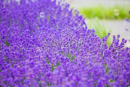 Lavender Background Images, HD Pictures For Free Vectors & PSD Download -  