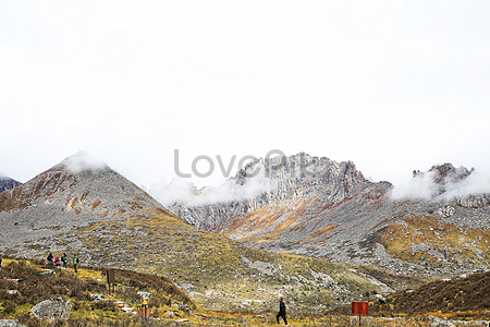 Лотос пробивается в дикой природе stock pictures. & изображений