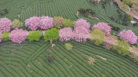 Весенние природные пейзажи Фуцзянь Чжан Пинг Yongfu вишневый сад stock pictures. & изображений