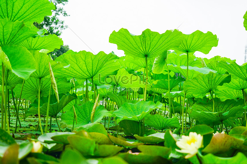 lotus-leaf-picture-and-hd-photos-free-download-on-lovepik