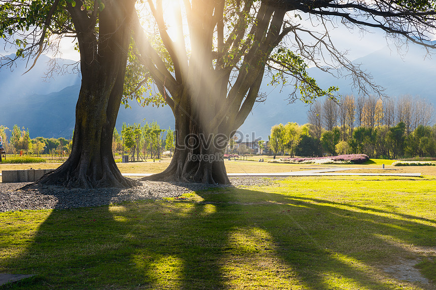 Árboles Junto Al Camino Rural Bajo El Sol Foto | Descarga Gratuita HD  Imagen de Foto - Lovepik