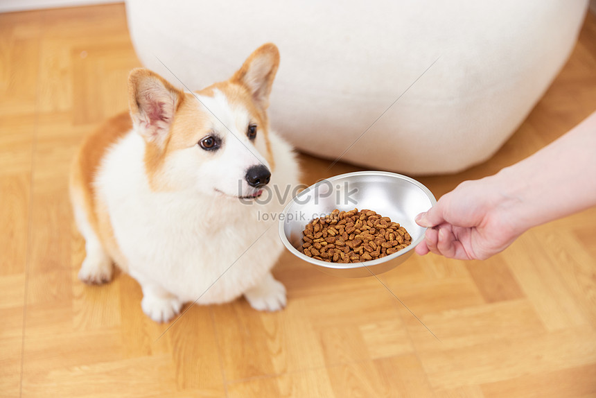 Feeding Pets Using A Dog Food Bowl Picture And HD Photos Free