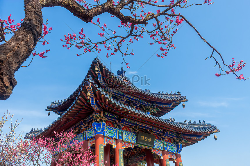 Ancient Buildings And Plum Blossoms In Meihua Mountain Ming Xiaoling Mausoleum In Nanjing Photo, hd plum blossom photo, ancient building photo, plum tree photo