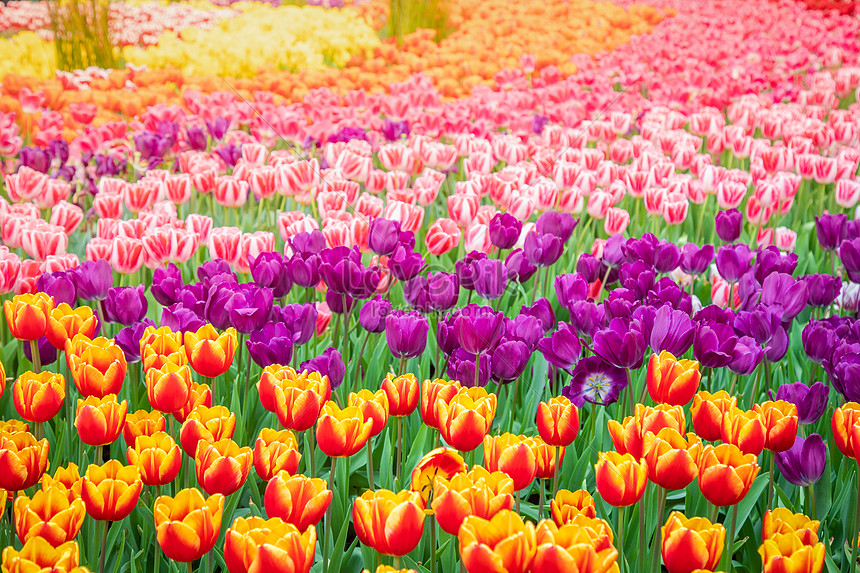 Spring Tulip Flowers Photo, hd spring photo, tulips photo, sea of flowers photo