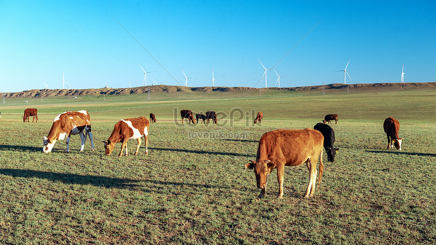 大草原の牛の群れ 写真素材フリー、4k