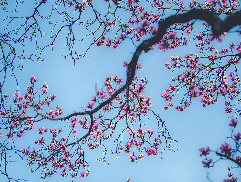 Flor De Magnolia De Primavera Foto | Descarga Gratuita HD Imagen de Foto -  Lovepik