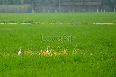 Egret на рисовом поле stock pictures. & изображений