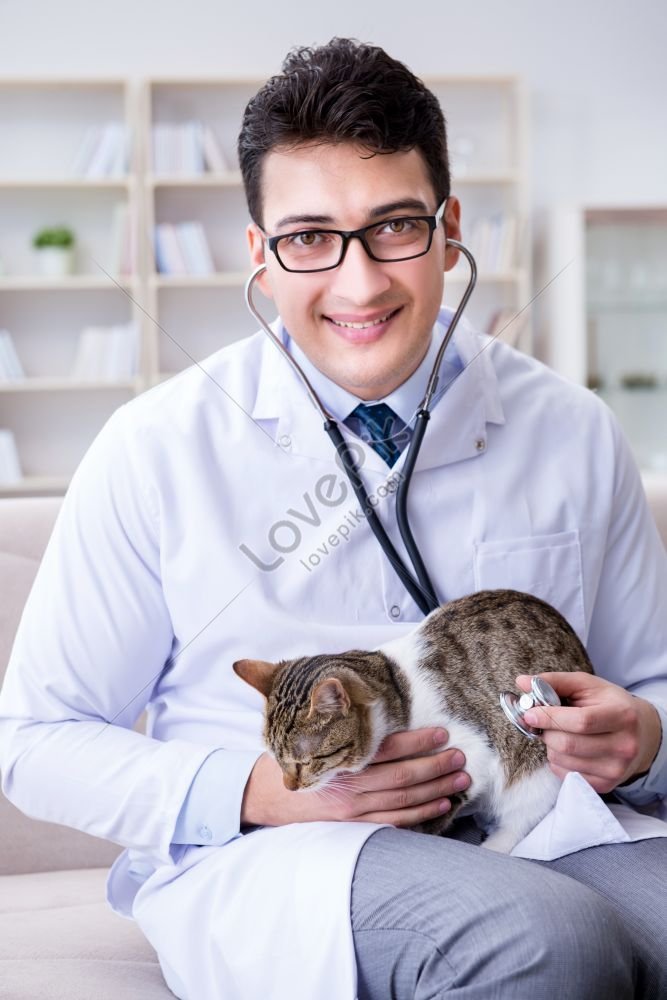 Cat Visiting Vet For Routine Check Up Picture Picture And HD Photos ...