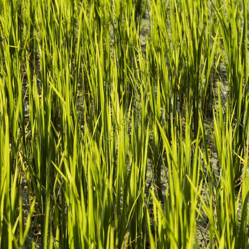 Close Up Of Rice Crop Growing In Field Picture And HD Photos | Free ...