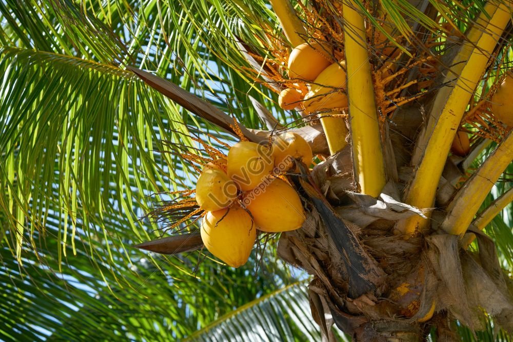 Coconuts From Palm Trees In Riviera Maya Mexico Picture And HD Photos ...