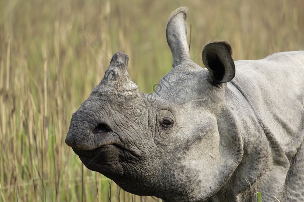 Indiacloseup Of Indian Rhinoceros In Greater Indias Kaziranga Picture ...